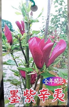 墨紫色辛夷（國外花卉，嫁接苗，售價200元）